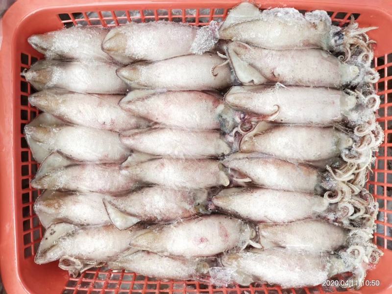 膏鱿，子乌，熟冻产品，膏鱿，子乌，熟冻产品