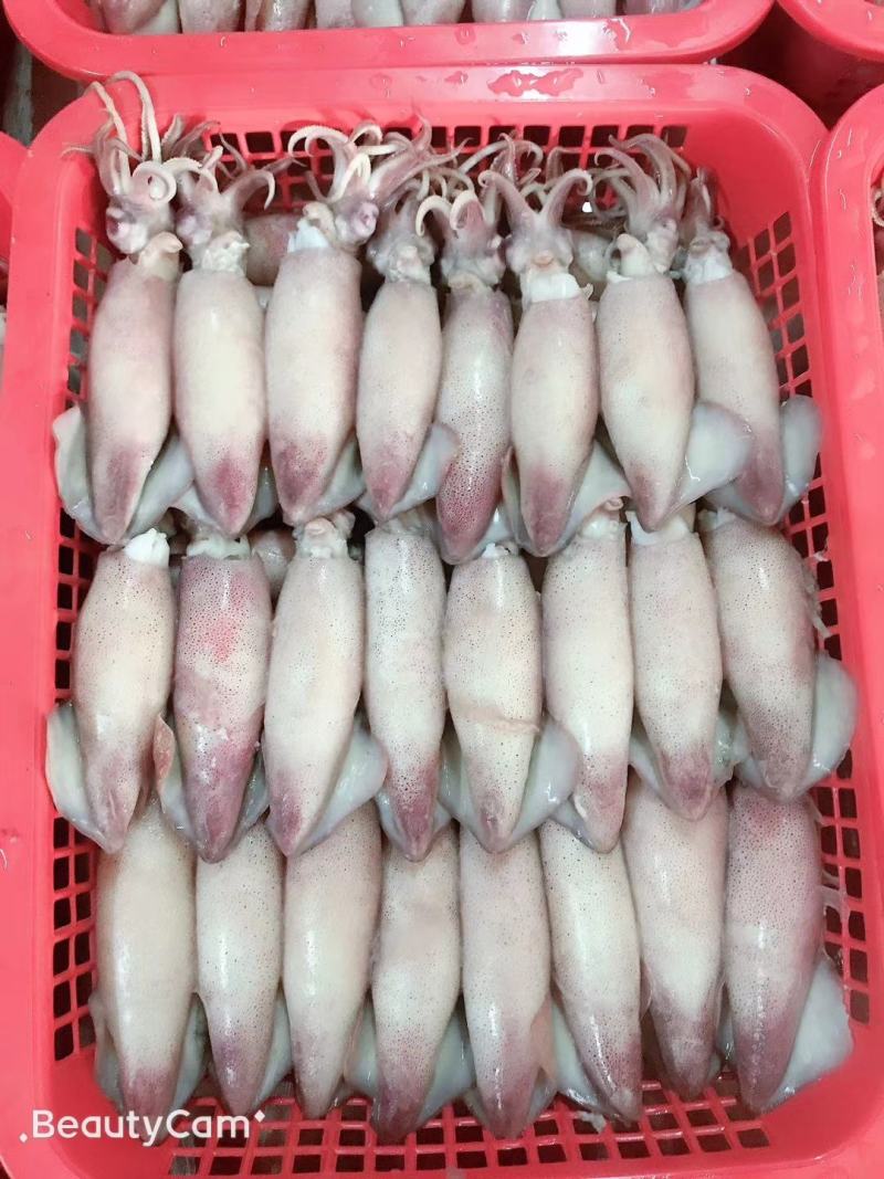 膏鱿，子乌，熟冻产品，膏鱿，子乌，熟冻产品