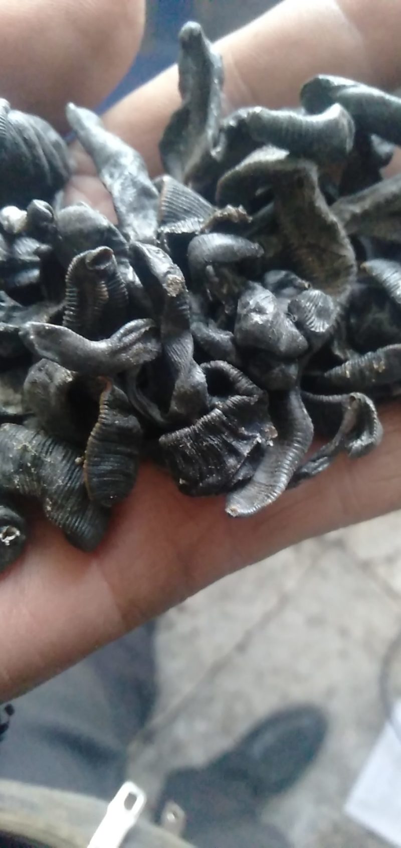 东北天然宽体金线，清水统货，吊干货，常年持续供货，