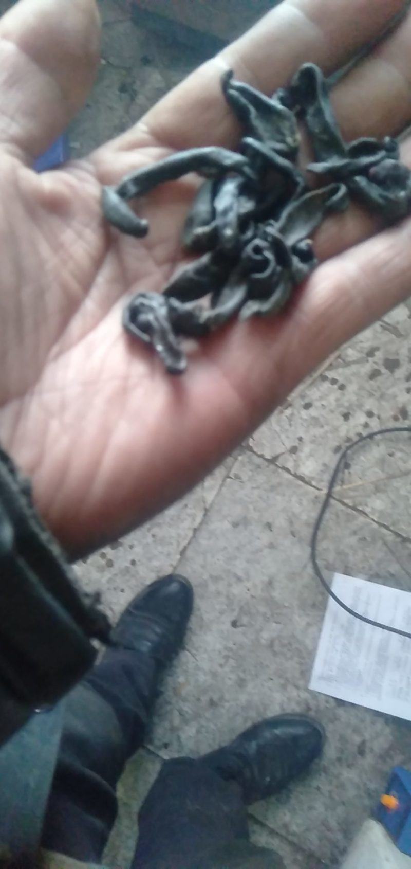 东北天然宽体金线，清水统货，吊干货，常年持续供货，