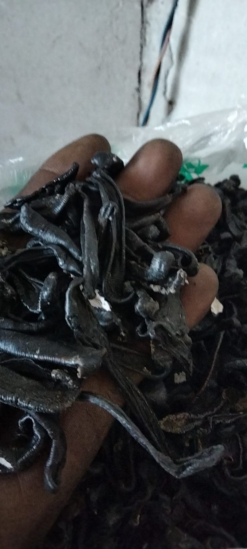东北天然宽体金线，清水统货，吊干货，常年持续供货，
