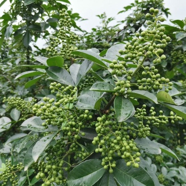 正宗重庆九叶青花椒苗无刺花青花椒苗大红袍花椒