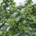正宗重庆九叶青花椒苗无刺花青花椒苗大红袍花椒