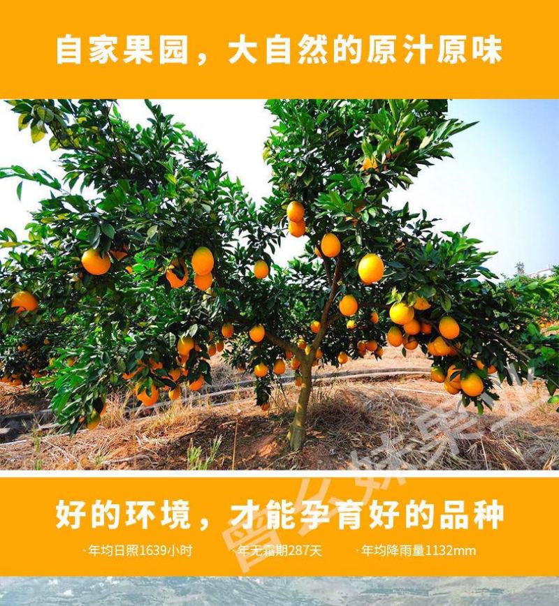 奉节脐橙，自家果园，基地直发，按需分拣，保证质量，协助找
