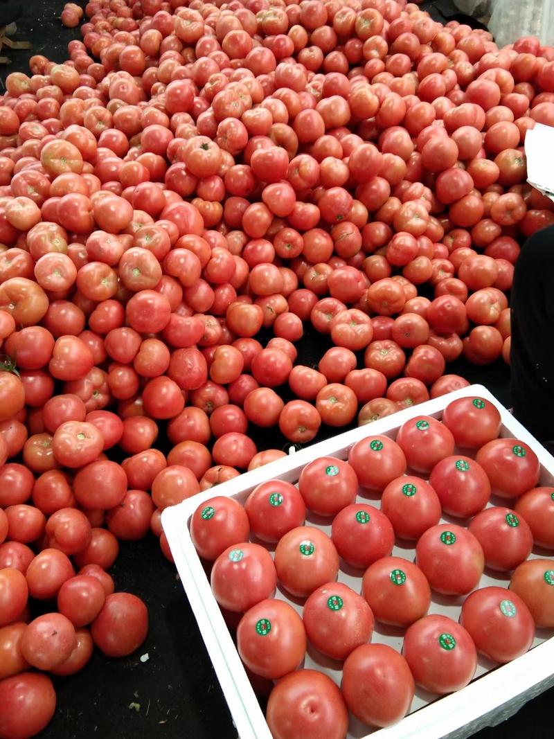 山东费县西红柿原产地，市场商超供应，代购代发全国，电商