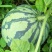 美都西瓜种子奖新美都综合表现均优于84-24和原美都