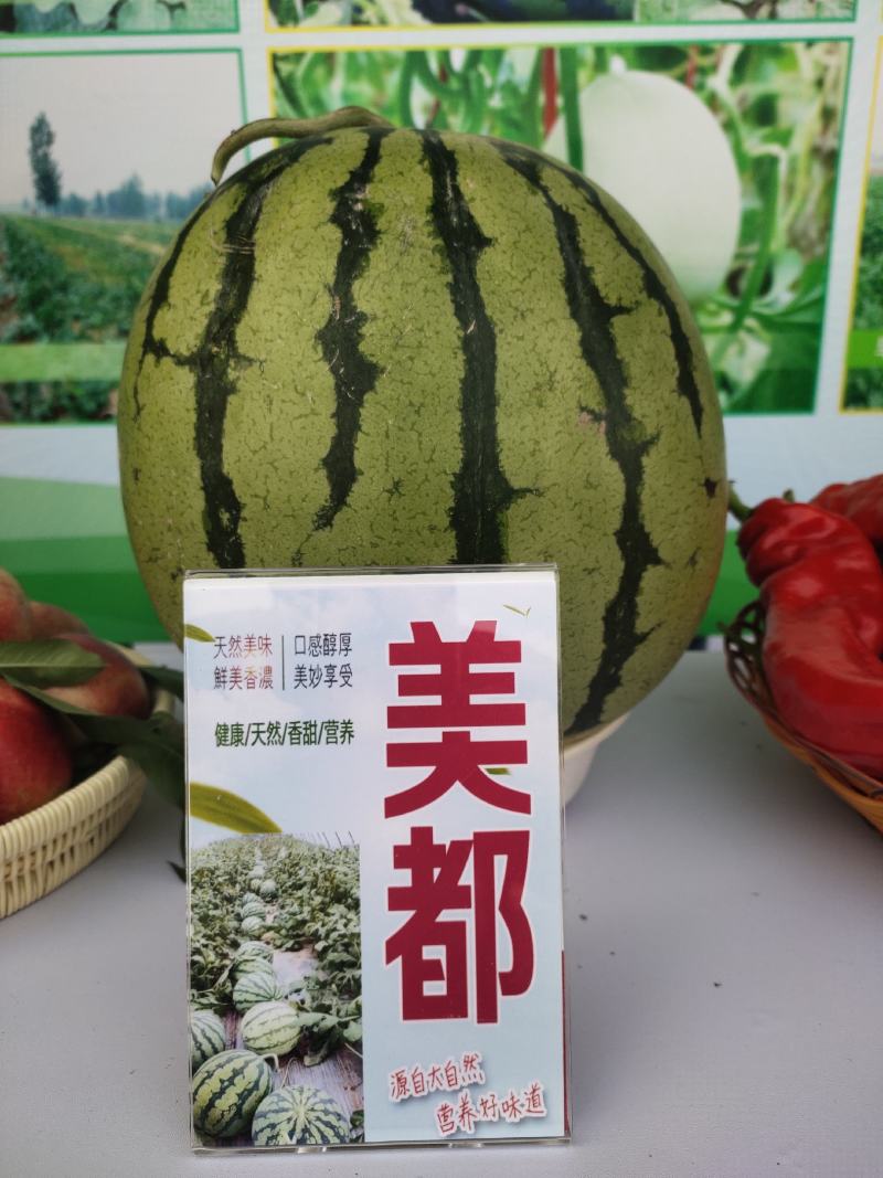 美都西瓜种子奖新美都综合表现均优于84-24和原美都
