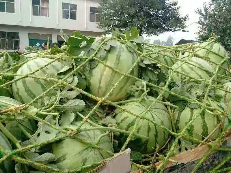 麒麟西瓜种子玉麒麟甜王高抗病耐重茬绿皮墨带含糖14度
