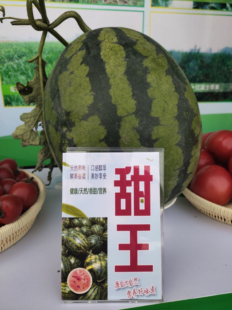 麒麟西瓜种子玉麒麟甜王高抗病耐重茬绿皮墨带含糖14度