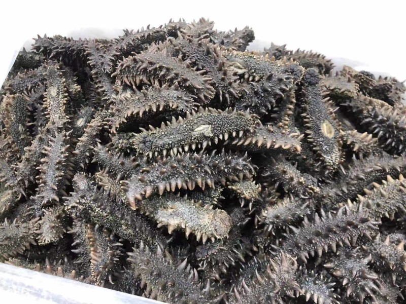 北海道海参，纯淡干，足干，水发16斤打底