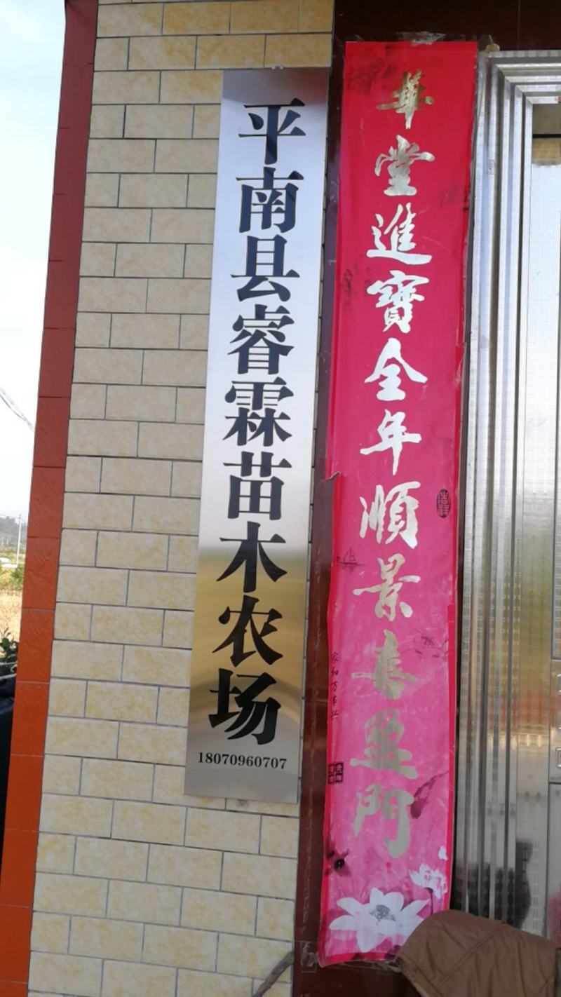 台湾13号苹果枣嫁接苗，早熟雪丽苹果枣苗雪蜜苹果枣，