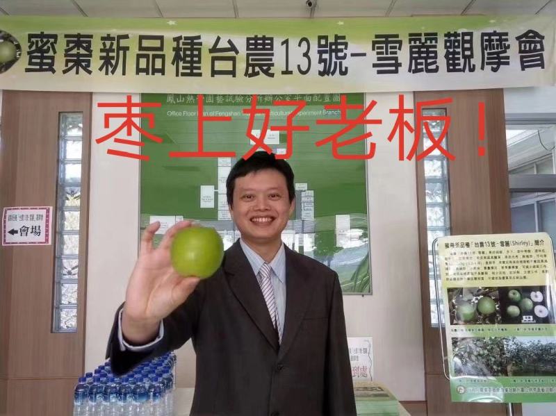 台湾13号苹果枣嫁接苗，早熟雪丽苹果枣苗雪蜜苹果枣，