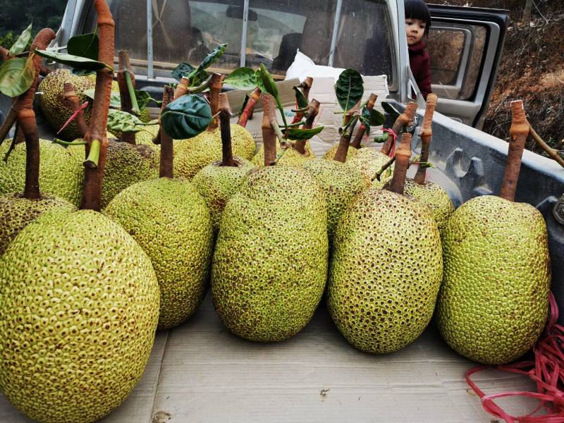 打造中国低海拔山地菠萝蜜品牌