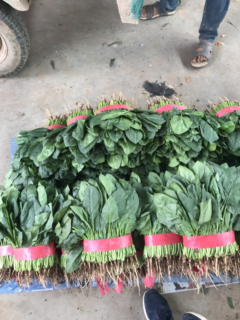 菠菜大叶种【对接超商】25～30公分、可散装、可标箱