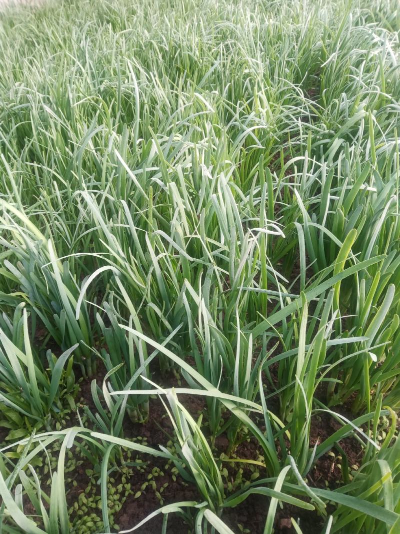 小叶韭菜！吉林省白城市洮北区青山镇四发村！