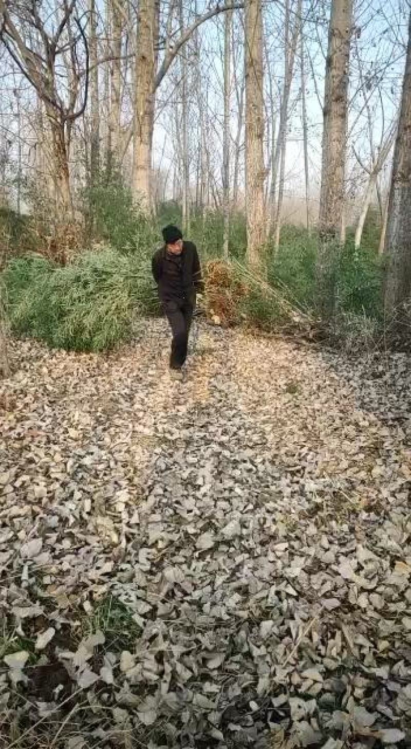 竹子，早园竹，金潭竹，金镶玉竹，各种品种规格的竹子大量现