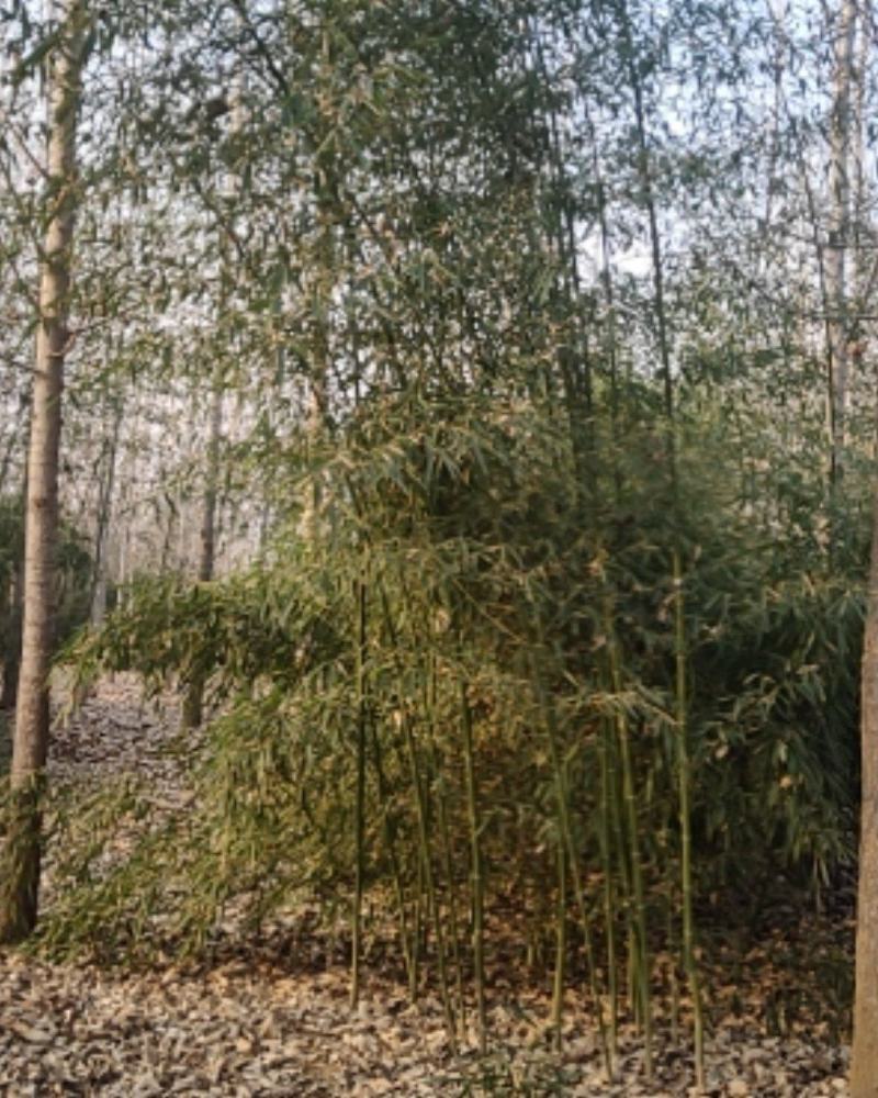 竹子，早园竹，金潭竹，金镶玉竹，各种品种规格的竹子大量现