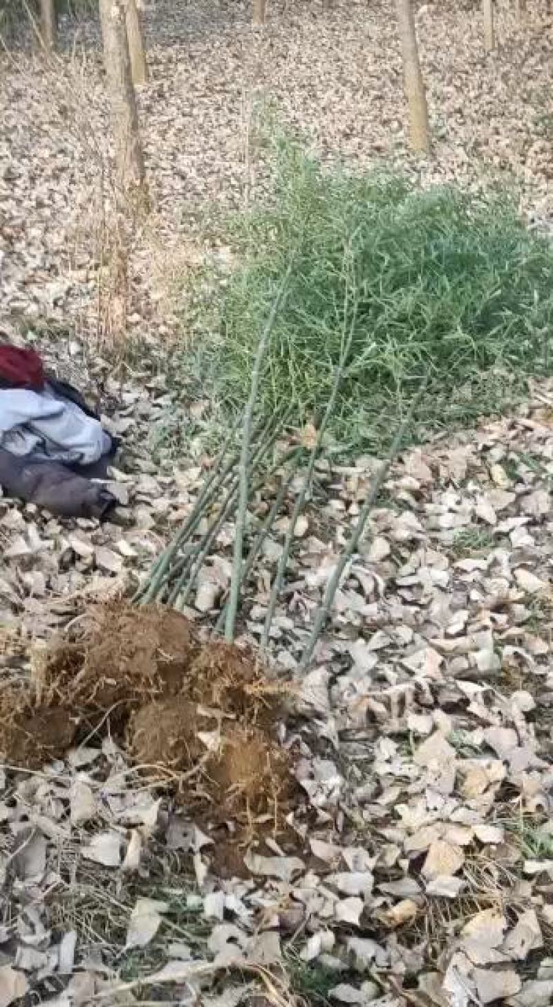 竹子，早园竹，金潭竹，金镶玉竹，各种品种规格的竹子大量现