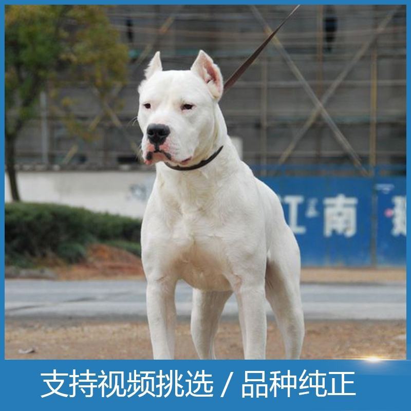 杜高犬幼犬纯种大型猎犬活体阿根廷大型狩猎犬猛犬看家护院