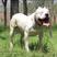 杜高犬幼犬纯种大型猎犬活体阿根廷大型狩猎犬猛犬看家护院