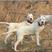 杜高犬幼犬纯种大型猎犬活体阿根廷大型狩猎犬猛犬看家护院