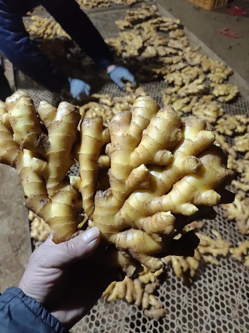 山东生姜，小黄姜，大量现货供应，产地一手货源，全国代发