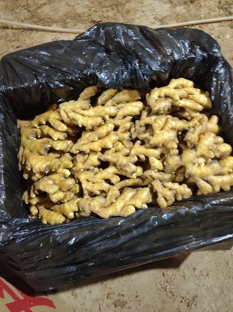 山东生姜，小黄姜，大量现货供应，产地一手货源，全国代发