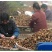 长林系列高产嫁接油茶苗