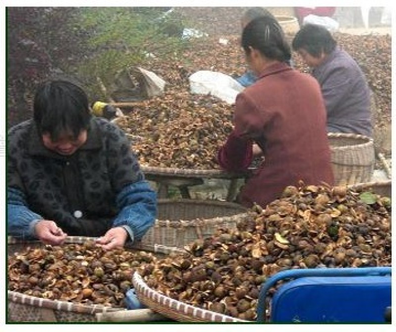 长林系列高产嫁接油茶苗