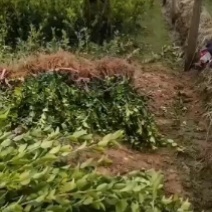 长林系列高产嫁接油茶苗