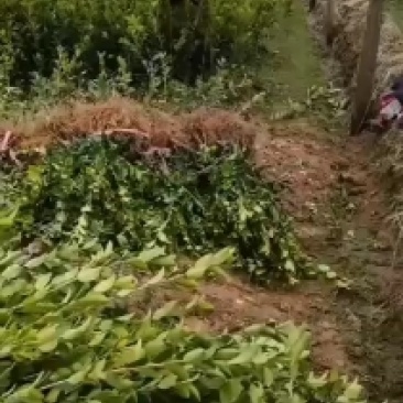 长林系列高产嫁接油茶苗