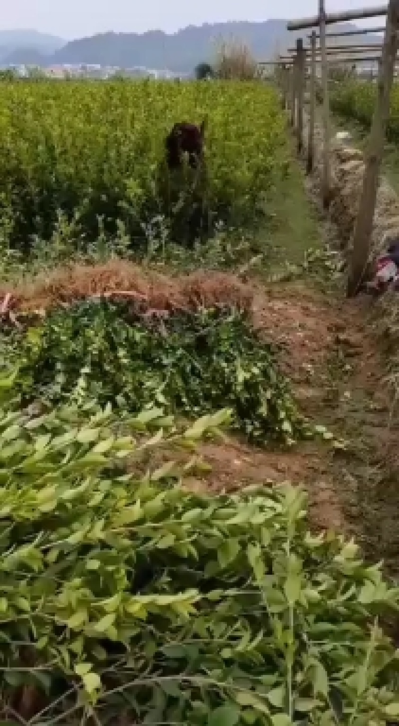 长林系列高产嫁接油茶苗