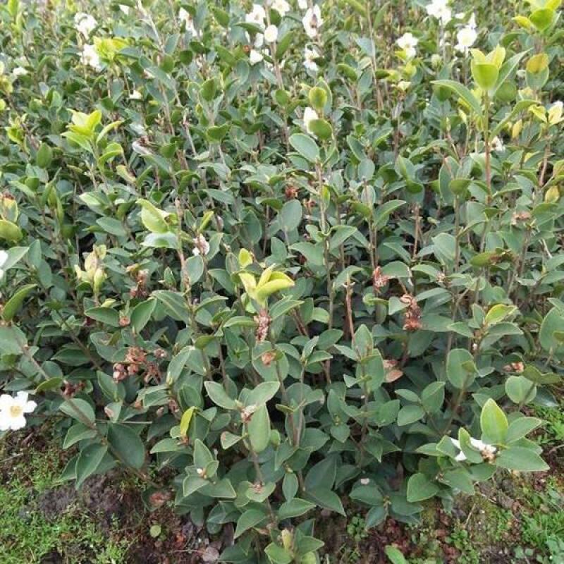 长林系列高产嫁接油茶苗