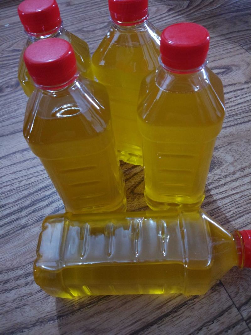 长林系列高产嫁接油茶苗