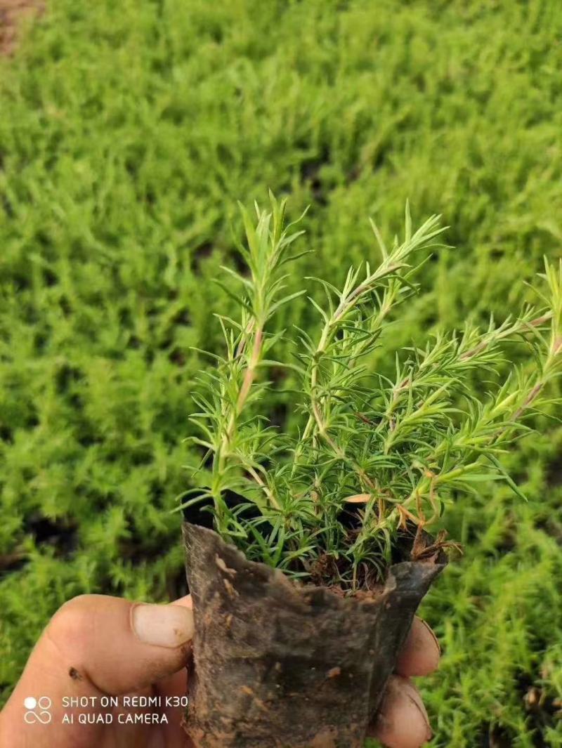 福禄考，芝樱，上盆福禄考，福禄考花海，芝樱花海