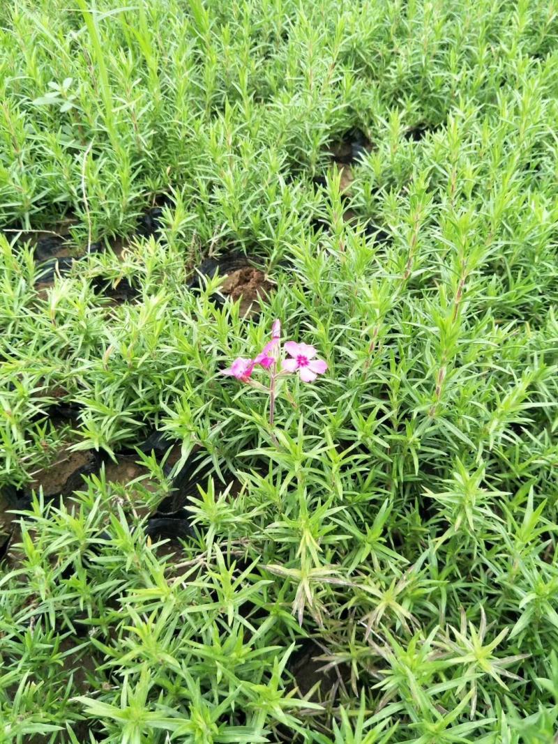 福禄考，芝樱，上盆福禄考，福禄考花海，芝樱花海