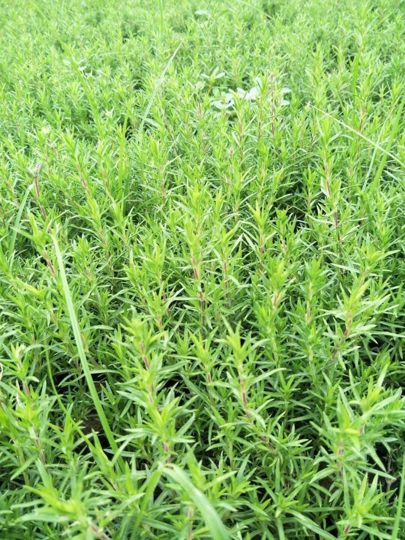 福禄考，芝樱，上盆福禄考，福禄考花海，芝樱花海