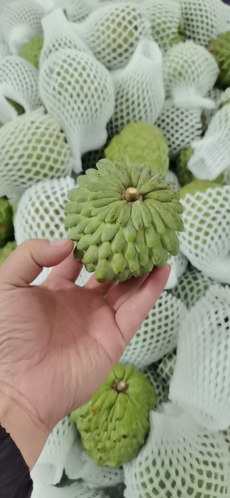 （台湾释迦果）广西凤梨释迦果，一斤8块，批发，一件代发