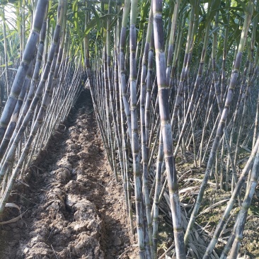甘甜脆爽的青皮白玉甘蔗