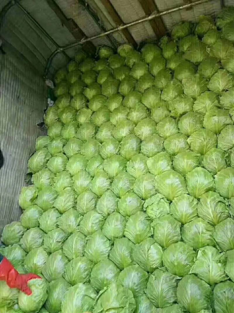 中甘21甘蓝-基地直供-货源充足-保证质量。