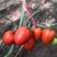 西红柿苗黄罗曼红罗曼苗子，串收罗曼西红柿苗，