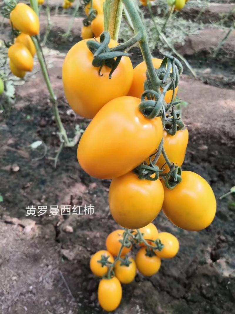 西红柿苗黄罗曼红罗曼苗子，串收罗曼西红柿苗，