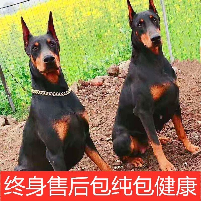 杜宾犬幼犬纯种德系美系迷你杜宾大型防暴犬警犬护卫犬猛犬