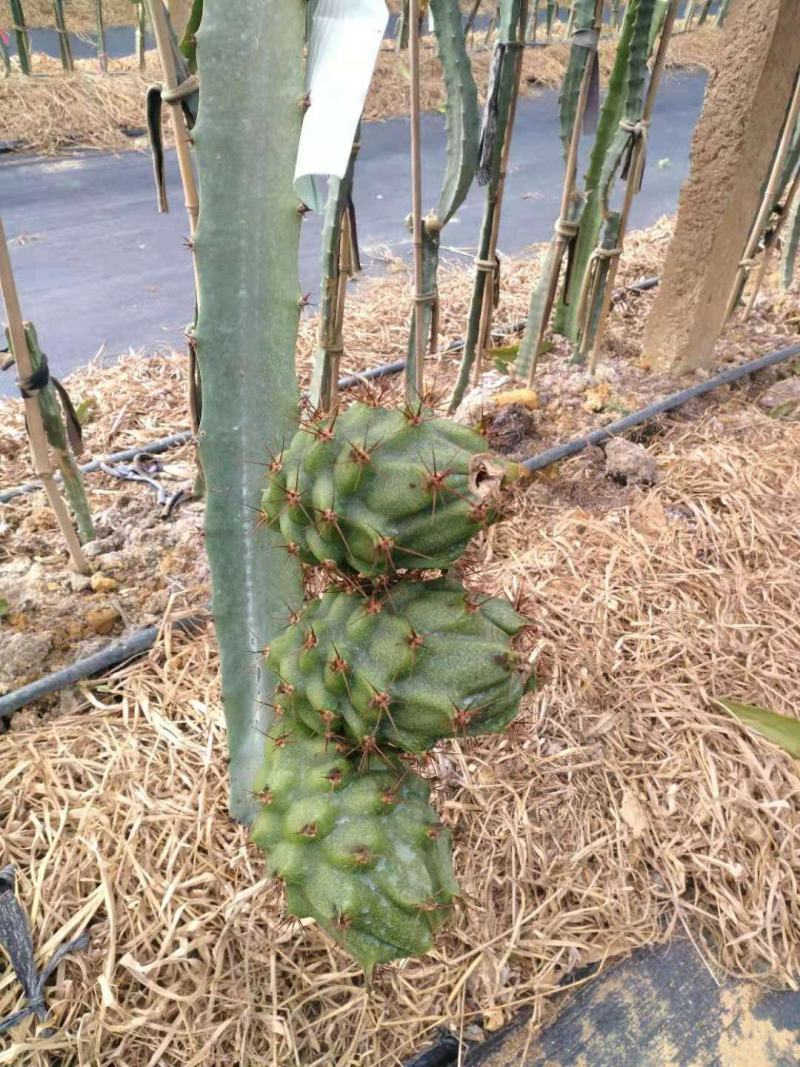 黄龙果苗，麒麟果苗，枝条苗燕窝果苗燕窝火龙果苗