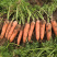 萝卜精品胡萝卜🥕绿色基地直供