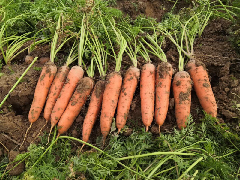 萝卜精品胡萝卜🥕绿色基地直供