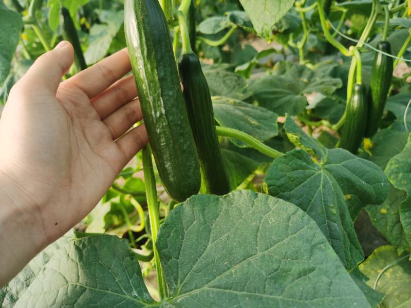 无刺水果黄瓜苗子，荷兰进口水果黄瓜苗子小黄瓜乳瓜苗子