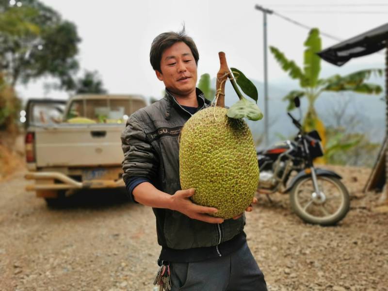 打造中国低海拔山地菠萝蜜品牌
