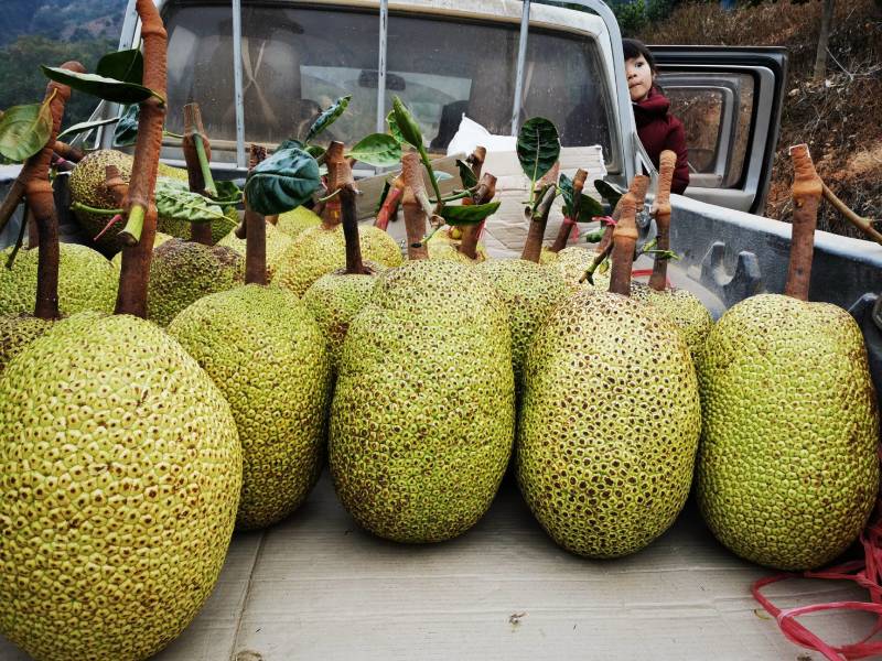 打造中国低海拔山地菠萝蜜品牌