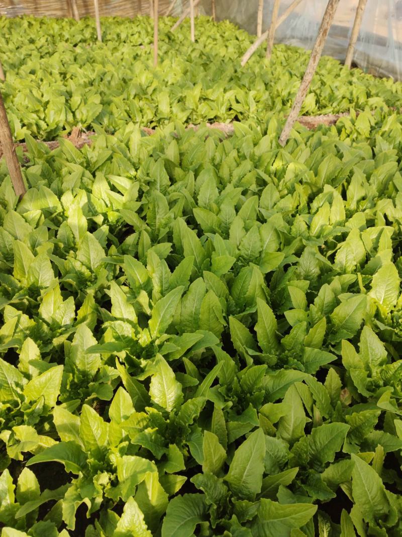 精品油麦，欢迎洽谈，合作共赢
